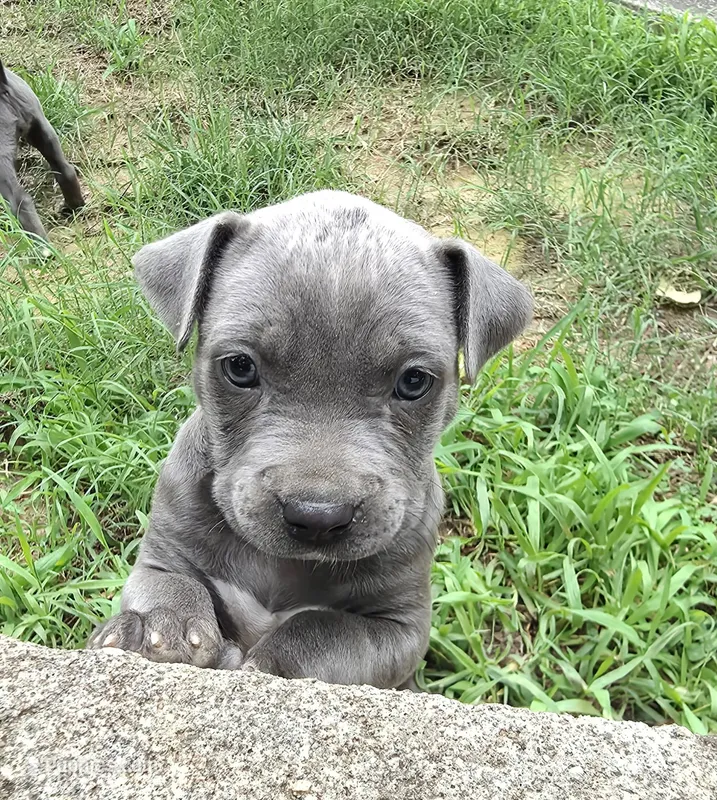TERRI – American Staffordshire Terrier, American Pit Bull Terrier puppy for sale in Atlanta, GA