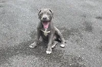 JERRI, a female American Staffordshire Terrier and American Pit Bull Terrier for sale in Atlanta, GA – 2 of 8