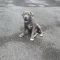 JERRI, a female American Staffordshire Terrier and American Pit Bull Terrier for sale in Atlanta, GA – 7 of 8