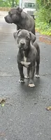 JERRI, a female American Staffordshire Terrier and American Pit Bull Terrier for sale in Atlanta, GA – 6 of 8