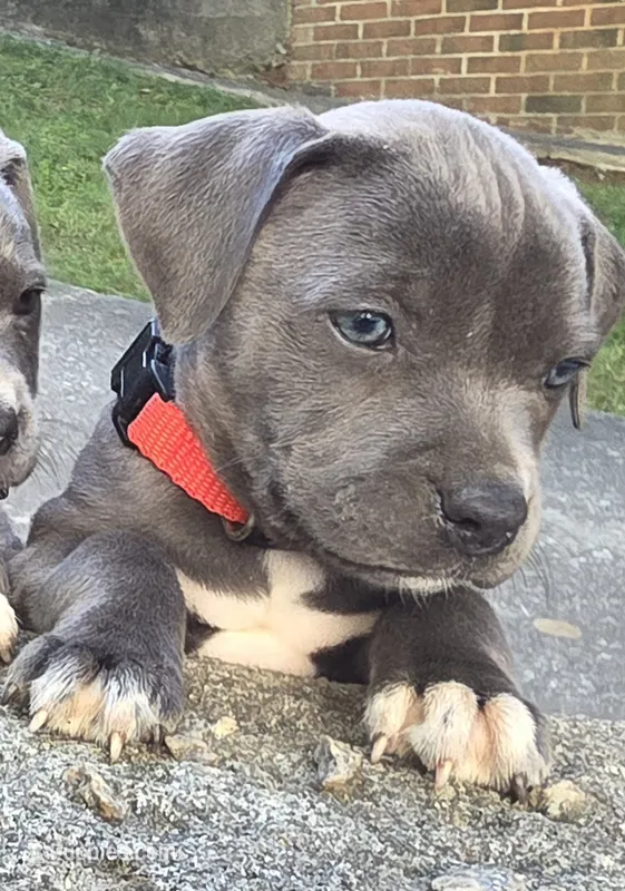 JERRI – American Staffordshire Terrier, American Pit Bull Terrier puppy for sale in Atlanta, GA