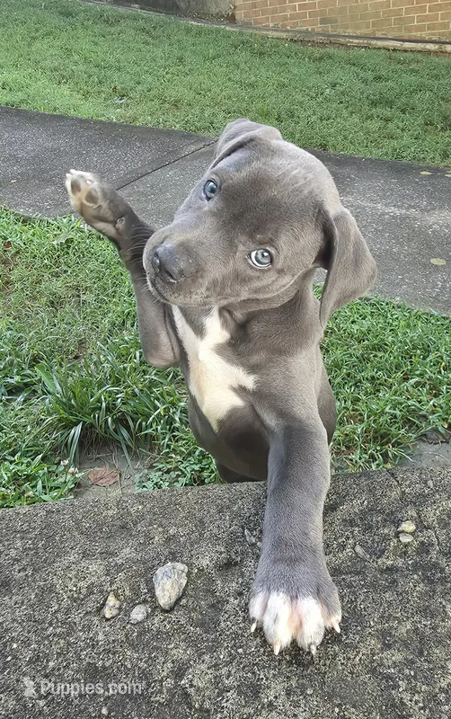 JERRI – American Staffordshire Terrier, American Pit Bull Terrier puppy for sale in Atlanta, GA