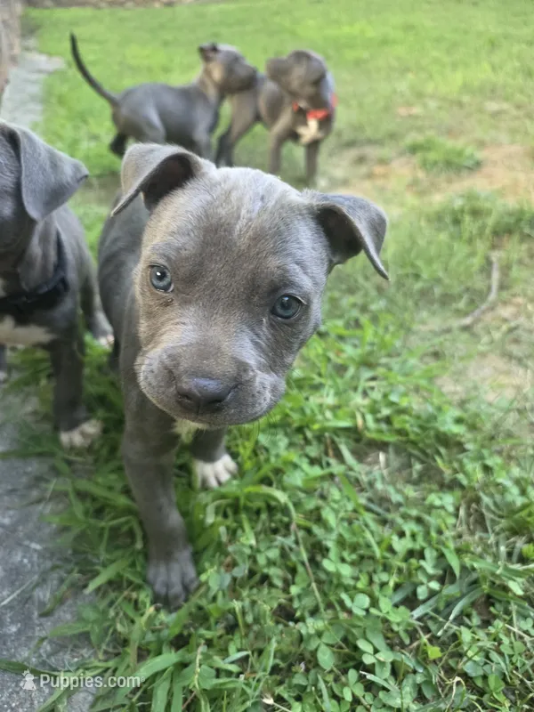 SHERRI – American Staffordshire Terrier, American Pit Bull Terrier puppy for sale in Atlanta, GA