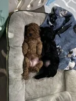 Lila, a female Poodle - Miniature  for sale in Olympia, WA – Photo 4 of 4