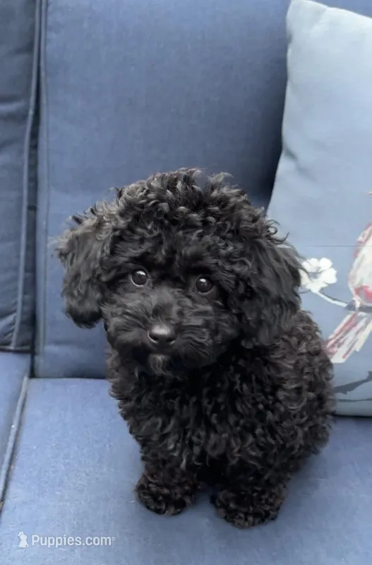 Lila – Poodle - Miniature  puppy for sale in Olympia, WA