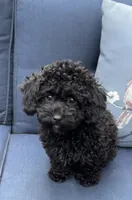 Lila, a female Poodle - Miniature  for sale in Olympia, WA – Photo 1 of 4