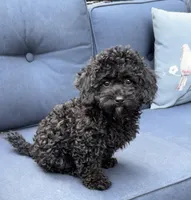 Lila, a female Poodle - Miniature  for sale in Olympia, WA – Photo 2 of 4