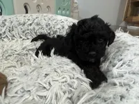 Lila, a female Poodle - Miniature  for sale in Olympia, WA – Photo 3 of 4