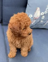 Lover Boy, a male Poodle - Miniature  for sale in Olympia, WA – Photo 2 of 8