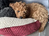 Lover Boy, a male Poodle - Miniature  for sale in Olympia, WA – Photo 8 of 8