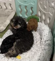 Lover Boy, a male Poodle - Miniature  for sale in Olympia, WA – Photo 4 of 8