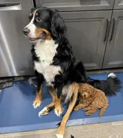 Lover Boy, a male Poodle - Miniature  for sale in Olympia, WA – Photo 7 of 8