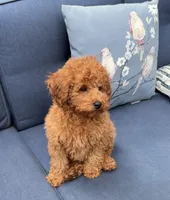 Lover Boy, a male Poodle - Miniature  for sale in Olympia, WA – Photo 3 of 8