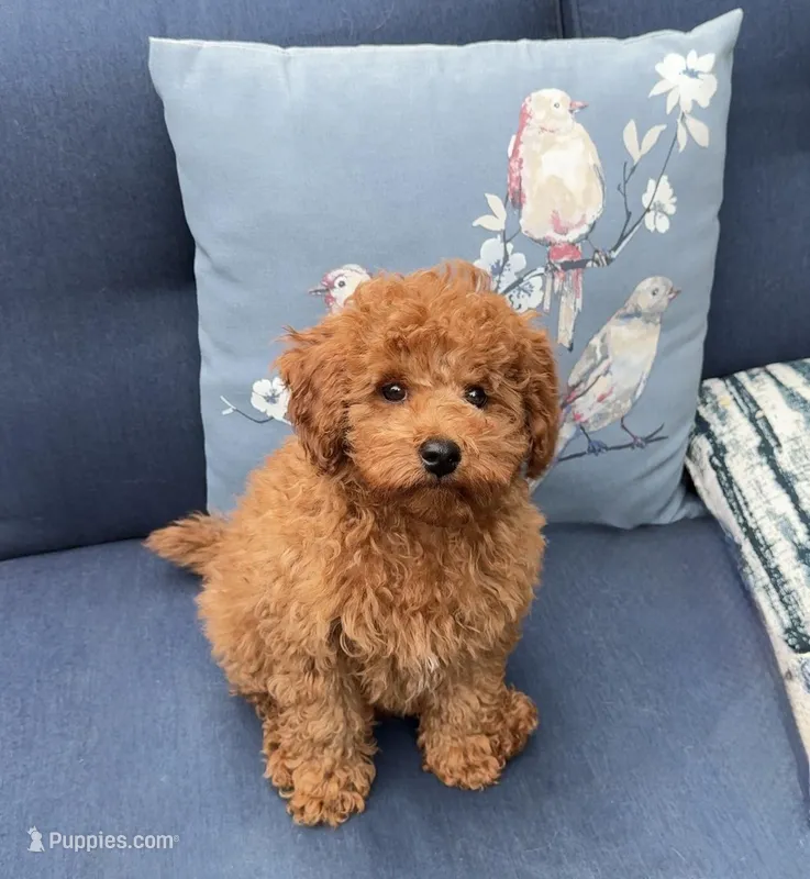 Lover Boy, a male Poodle - Miniature  for sale in Olympia, WA – Photo 1 of 8