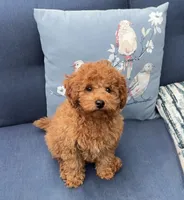 Lover Boy, a male Poodle - Miniature  for sale in Olympia, WA – Photo 1 of 8