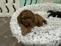 Lover Boy, a male Poodle - Miniature  for sale in Olympia, WA – Photo 6 of 8