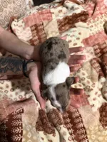 processed/e1c4556a-30e7-4297-8f29-e4bf21f31453/listing/51f02e07-5ffb-4789-ab31-f9110267b911/494499f5-a62a-4881-ab99-c5b225a314e7