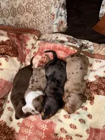 Boy3, a male Miniature Dachshund for sale in Asheville, NC – Photo 3 of 3