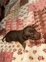 Boy3, a male Miniature Dachshund for sale in Asheville, NC – Photo 2 of 3