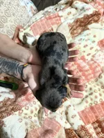 processed/e1c4556a-30e7-4297-8f29-e4bf21f31453/listing/97d1b782-173c-4151-8046-bed6c6d41e08/7461cadc-c88f-4181-8823-222ad3e81908