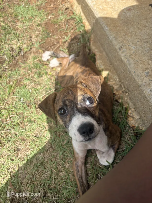 Milan, a female American Pit Bull Terrier and Beagle for sale in Charleston Afb, SC – 1 of 4