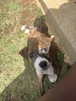 Milan, a female American Pit Bull Terrier and Beagle for sale in Charleston Afb, SC – 1 of 4