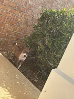 Milan, a female American Pit Bull Terrier and Beagle for sale in Charleston Afb, SC – 2 of 4