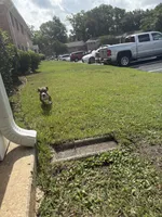 Milan, a female American Pit Bull Terrier and Beagle for sale in Charleston Afb, SC – 4 of 4