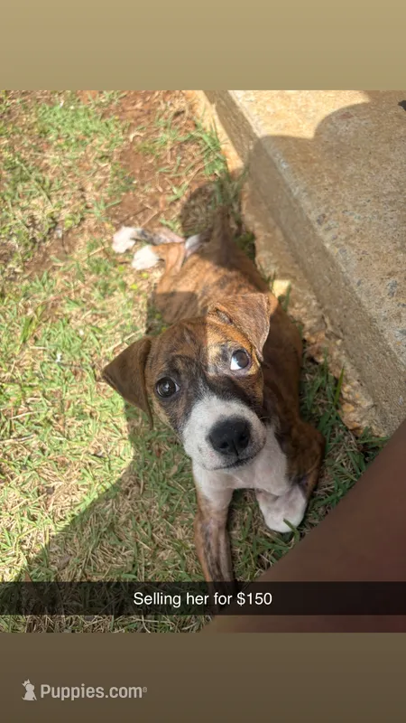 Milan – American Pit Bull Terrier, Beagle puppy for sale in Charleston Afb, SC