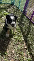 Girl 3 , a female Australian Shepherd for sale in Lakeland, FL – Photo 3 of 3