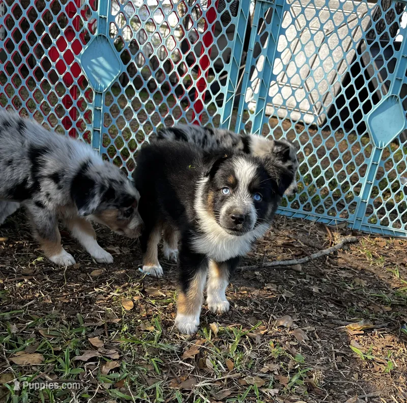 Girl 3  – Australian Shepherd puppy for sale in Lakeland, FL