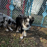 Girl 3 , a female Australian Shepherd for sale in Lakeland, FL – Photo 1 of 3