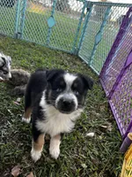 Girl 3 , a female Australian Shepherd for sale in Lakeland, FL – Photo 2 of 3