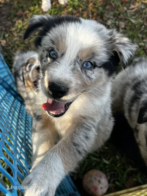 Boy 3  – Australian Shepherd puppy for sale in Lakeland, FL