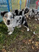 Boy 3 , a male Australian Shepherd for sale in Lakeland, FL – Photo 2 of 2