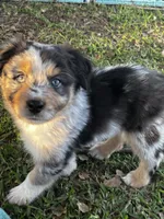 Boy 1 , a male Australian Shepherd for sale in Lakeland, FL – Photo 2 of 3