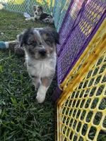 Boy 1 , a male Australian Shepherd for sale in Lakeland, FL – Photo 3 of 3