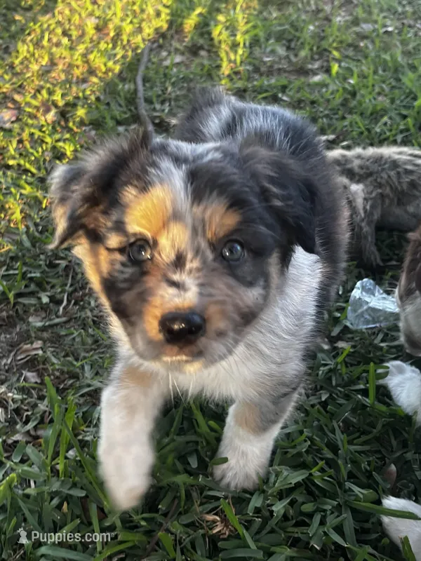 Boy 1  – Australian Shepherd puppy for sale in Lakeland, FL