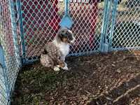 Boy 5 , a male Australian Shepherd for sale in Lakeland, FL – Photo 2 of 3