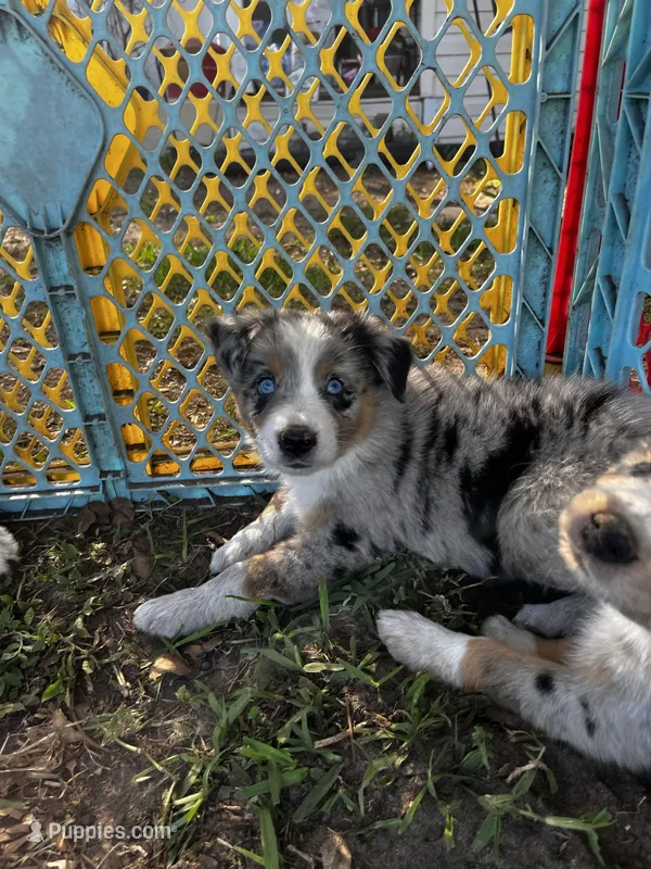 Boy 5 , a male Australian Shepherd for sale in Lakeland, FL – Photo 1 of 3