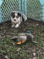 Boy 5 , a male Australian Shepherd for sale in Lakeland, FL – Photo 3 of 3