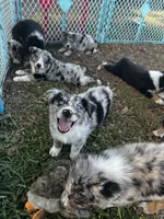 Boy 4, a male Australian Shepherd for sale in Lakeland, FL – Photo 2 of 3