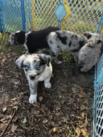 Boy 4, a male Australian Shepherd for sale in Lakeland, FL – Photo 3 of 3