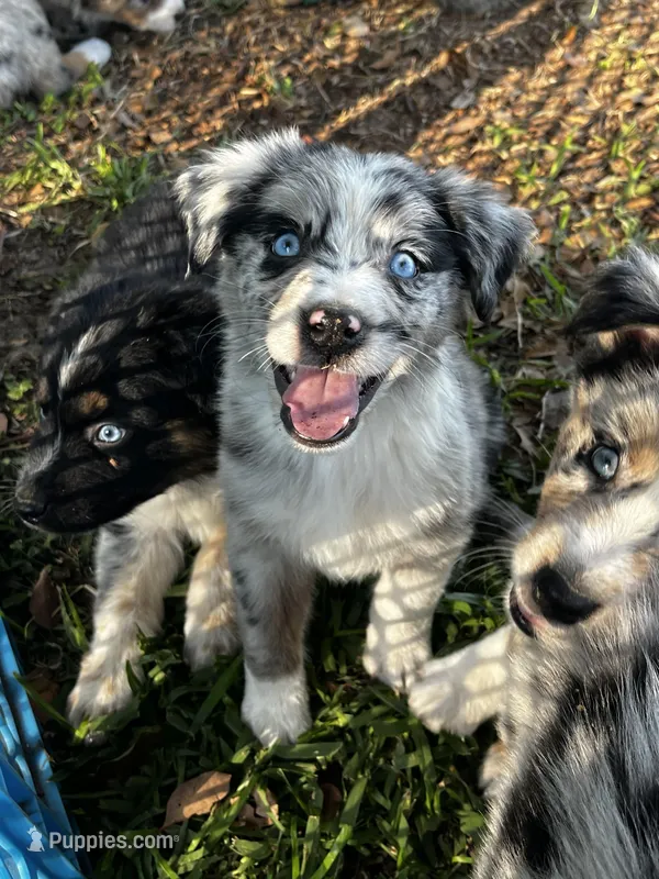 Boy 4 – Australian Shepherd puppy for sale in Lakeland, FL