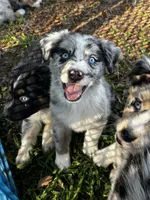 Boy 4, a male Australian Shepherd for sale in Lakeland, FL – Photo 1 of 3