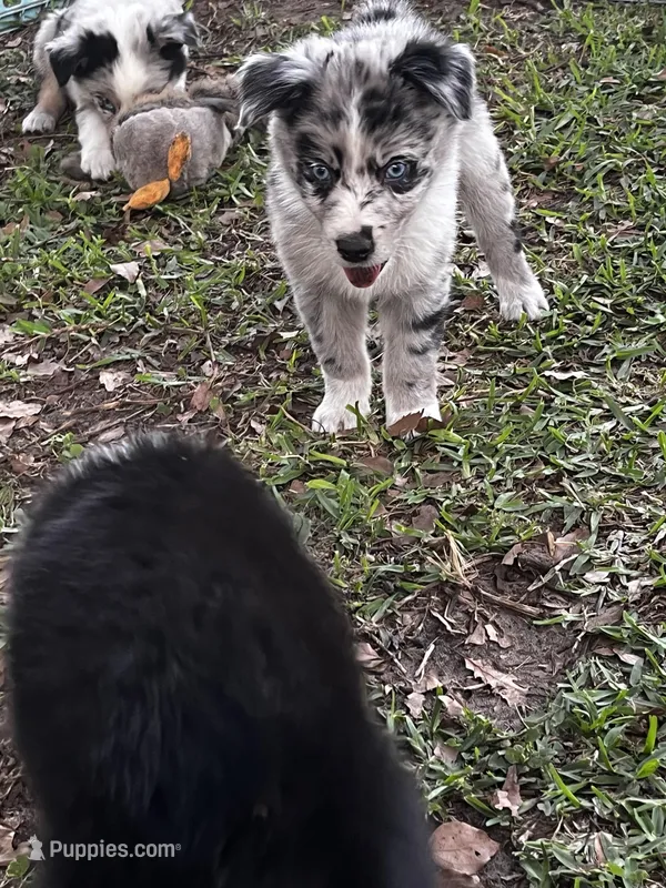 Girl 2 – Australian Shepherd puppy for sale in Lakeland, FL