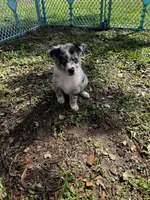 Girl 2, a female Australian Shepherd for sale in Lakeland, FL – Photo 2 of 2