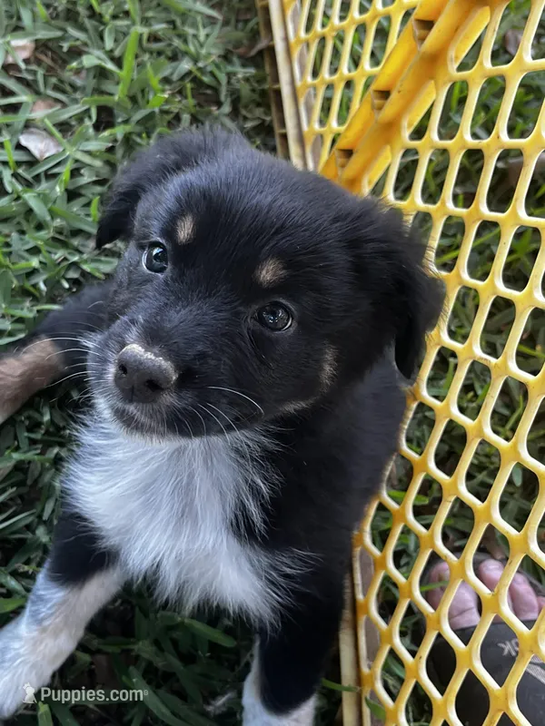 Girl 1  – Australian Shepherd puppy for sale in Lakeland, FL