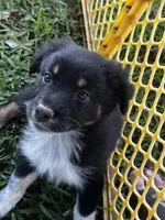 Girl 1 , a female Australian Shepherd for sale in Lakeland, FL – Photo 1 of 3