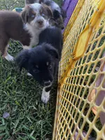 Girl 1 , a female Australian Shepherd for sale in Lakeland, FL – Photo 3 of 3